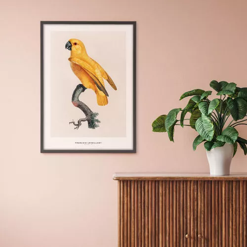 Scandinavian interior design scene with poster of Senegal parrot on pink wall with mid-century furniture