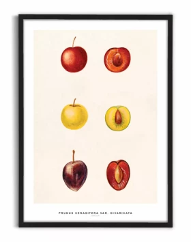 Cherry Plums poster
