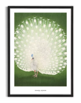 Peacock poster