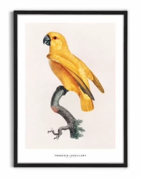 Gul Senegal Papegøje poster